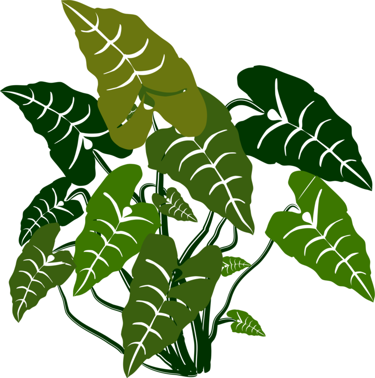 744x750 Cactus Drawing Plants Line Art Taro Cc0