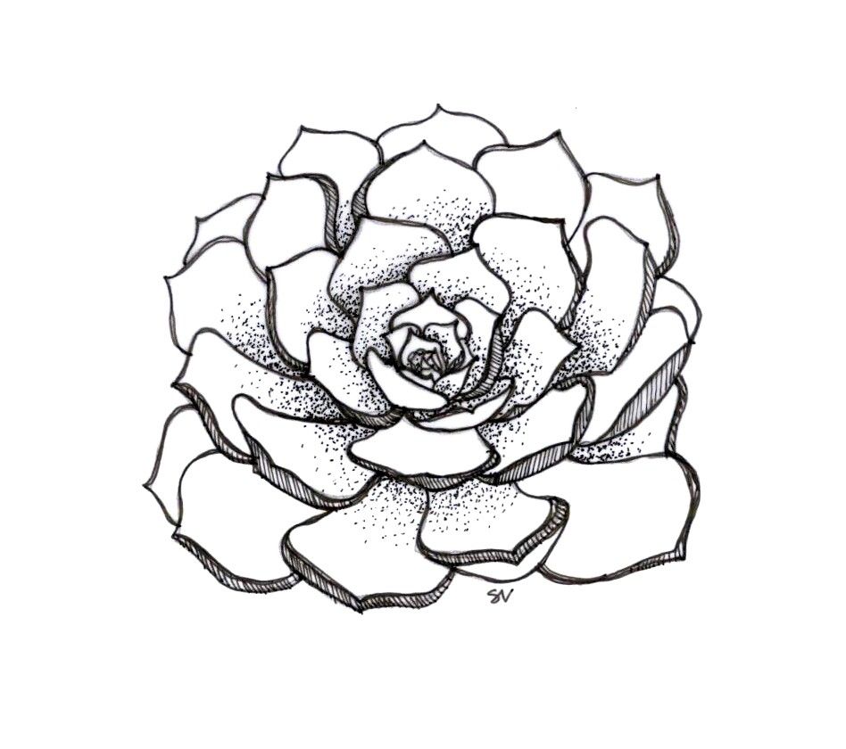 948x840 Succulent Sketch Tutorials In Succulents Drawing