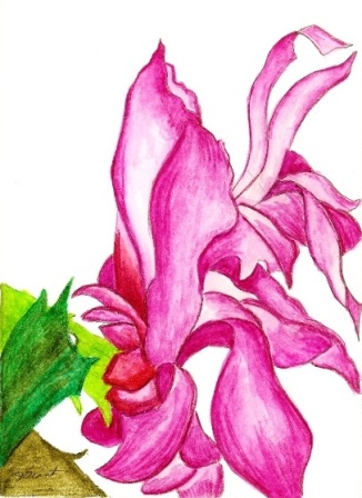 326x448 Christmas Cactus