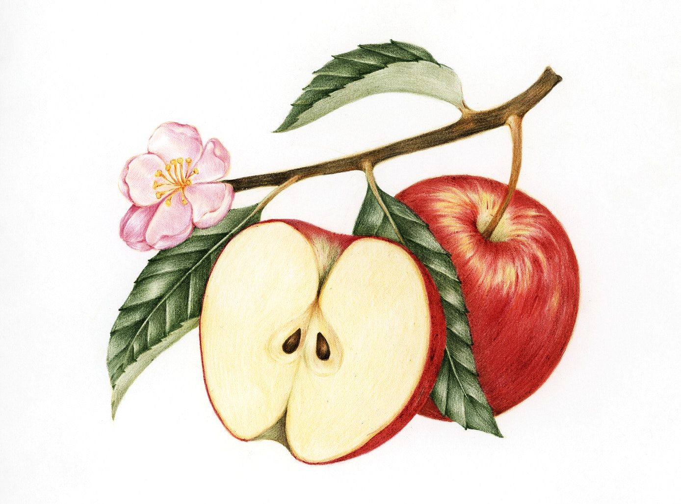 1388x1027 Illustration Of Red Apple Free Image