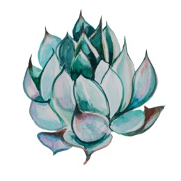 260x260 Drawing, Cactus, Plant, Transparent Png Image Clipart Free Download