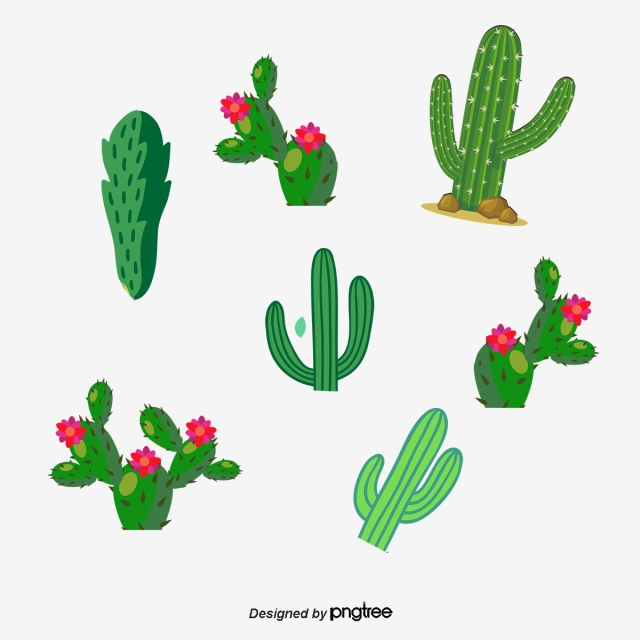 640x640 Drawing Cactus Flowering Cactus Collection, Watercolor Cactus