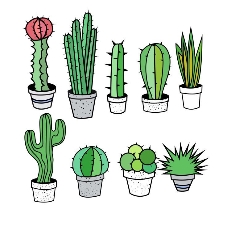736x732 Cactus Succulents Doodles Tumblr