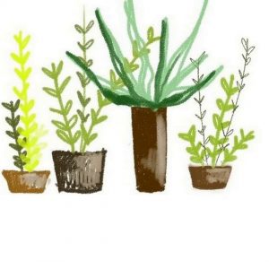 300x300 How To Draw A Cactus New Cactus Tumblr Drawing At Getdrawings