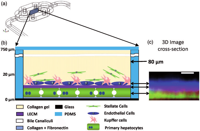 766x505 Structure Of Lamps