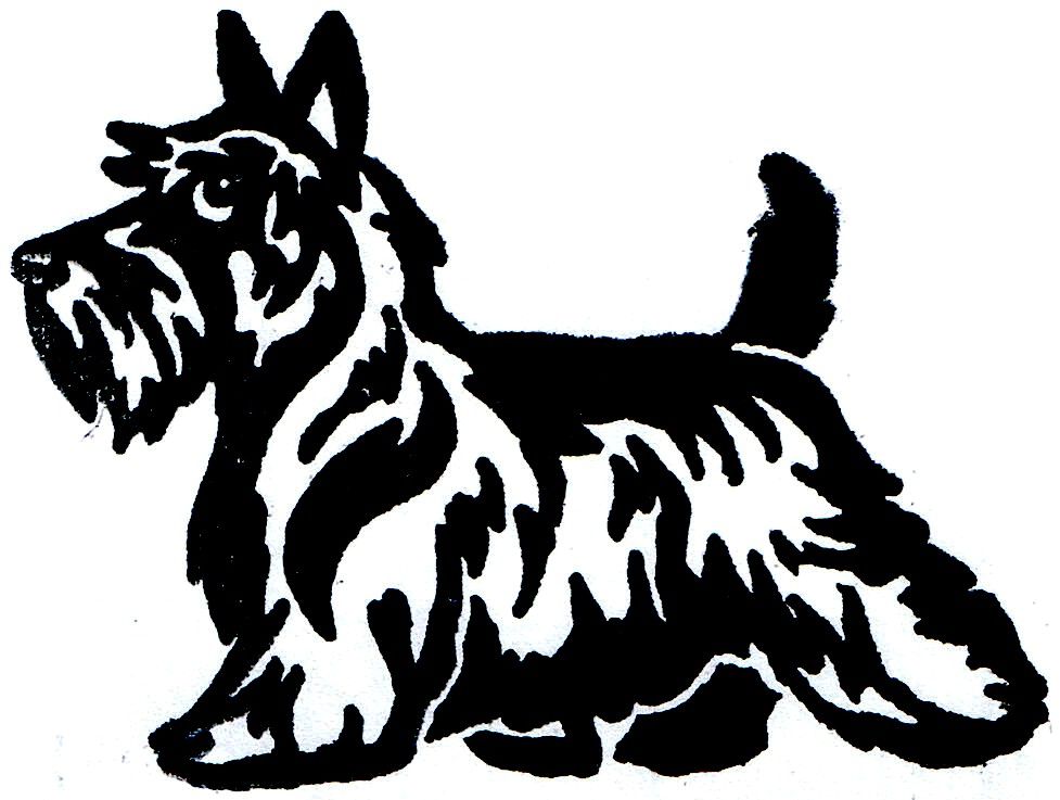 Cairn Terrier Drawing
