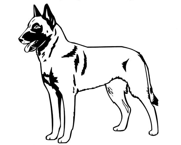 604x484 deerpark cairn terrier and bsd malinois