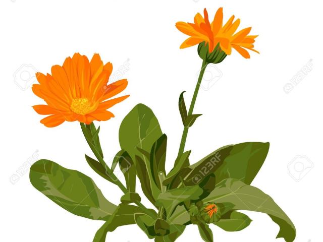 640x480 free marigold clipart, download free clip art