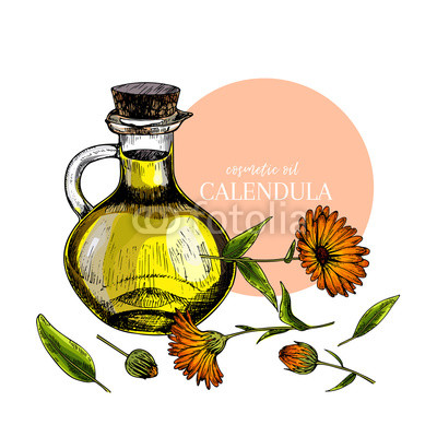 400x400 hand drawn set of essential oils vector colored calendula flower