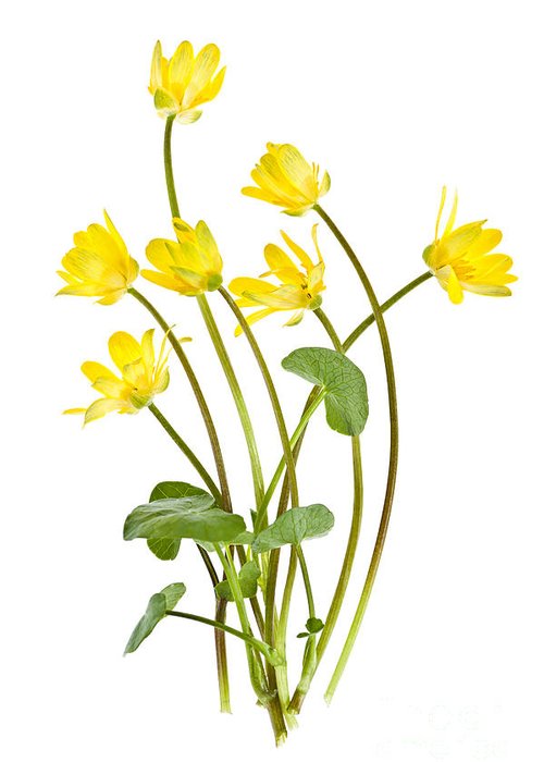 500x700 marigold flower art fine art america