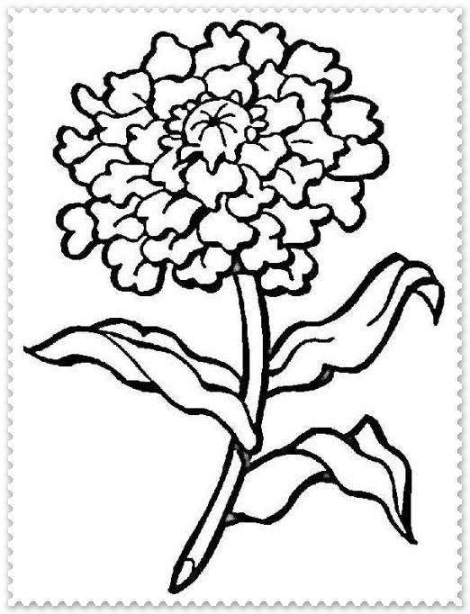 522x682 dahlia drawing marigold for free download