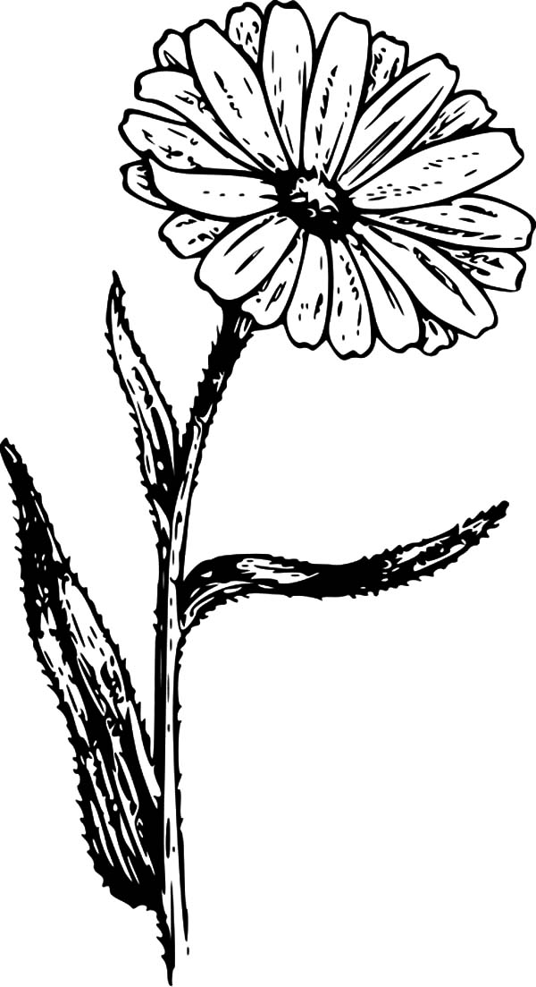600x1103 calendula aster flower coloring pages bulk color