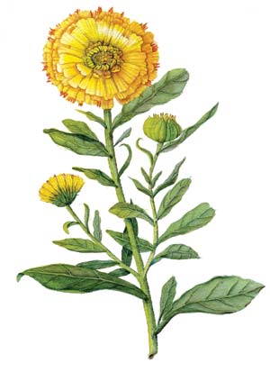 300x413 calendula officinalis herb of the year