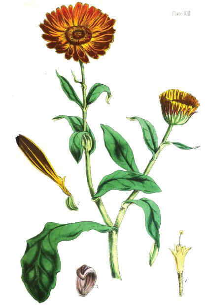 420x616 calendula essential oil properties botanical online