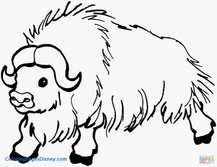 728x560 Bison Drawing Black And White Buffalo Cave Calf Skull Outline Face
