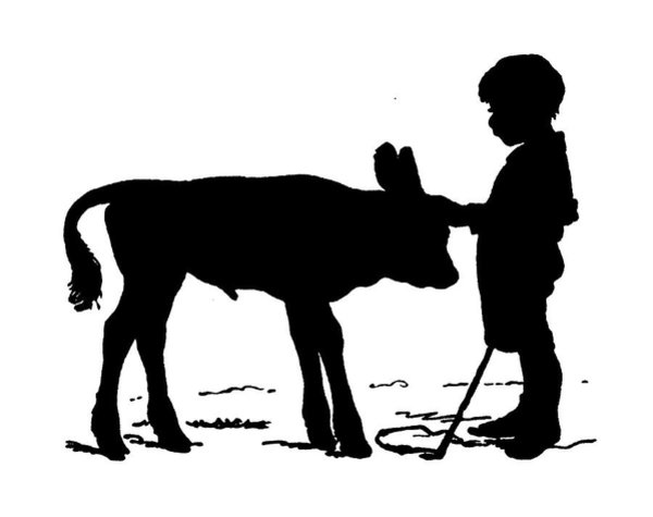 600x475 Cow And Calf Drawings Fine Art America