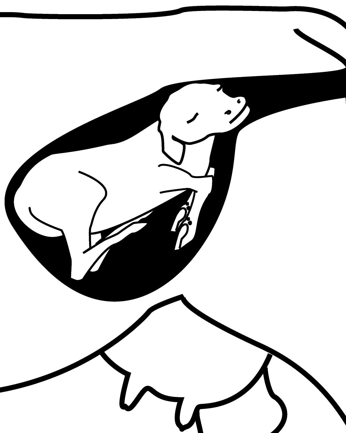 1200x1500 e calving time management for beef cows and heifers osu