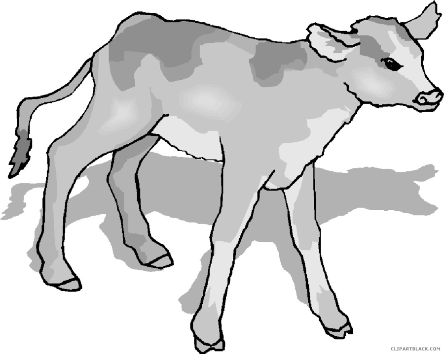900x719 Wildlife, Drawing, Ox, Transparent Png Image Clipart Free Download