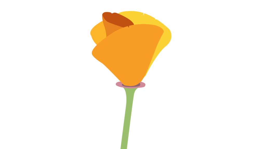 1024x576 California Poppy Drawing