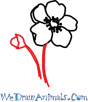 300x350 How To Draw A Poppy Flower