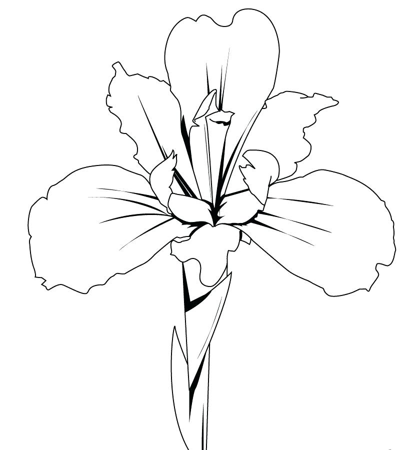 820x900 California Poppy Coloring