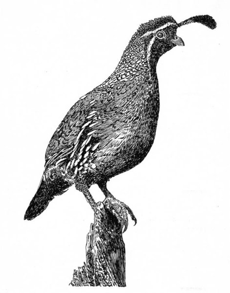 471x600 California Quail Drawings Fine Art America