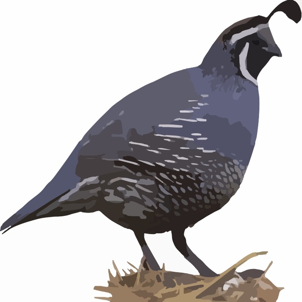 600x600 California Quail Free Vector In Open Office Drawing