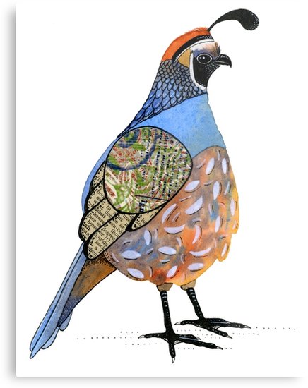 436x550 California Quail Metal Print