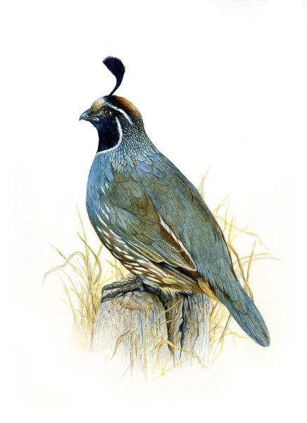 436x600 California Quail Paintings Fine Art America