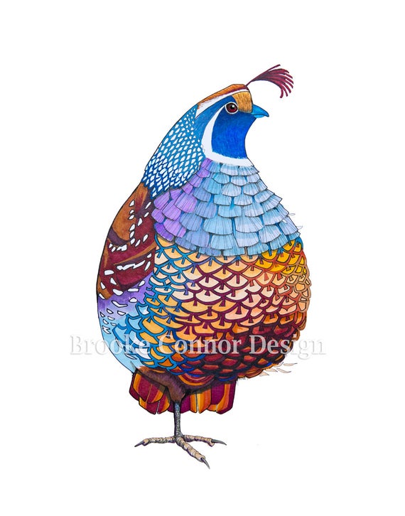 570x726 California Quail The State Bird Etsy