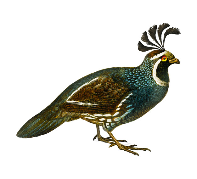626x569 California Quail