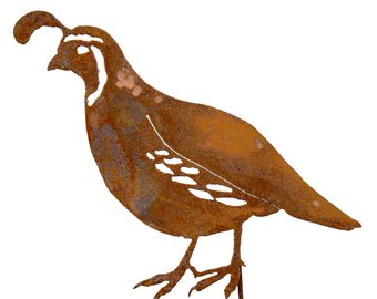 340x270 Californian Quail Etsy