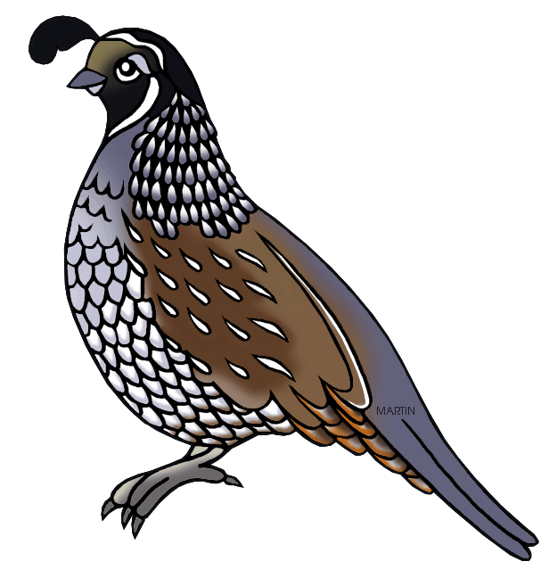 625x648 Collection Of Free Transparent California Quail Download On Ui Ex
