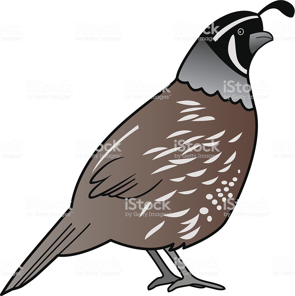 1022x1024 Huge Collection Of 'quail Clipart' Download More Than Images