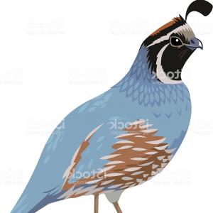 300x300 Png California Quail Bird Clip Art Sparrow Vector Hand Sohadacouri