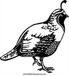 236x262 Quail Clipart Fresh Best California Quail Images