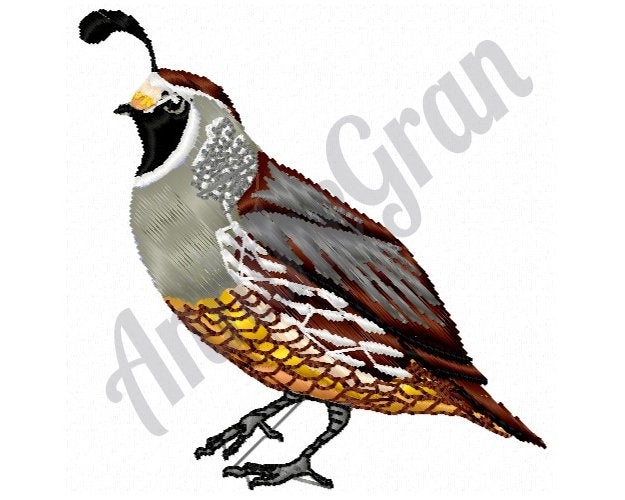 625x500 Bird Machine Embroidery Design California Quail Machine Etsy