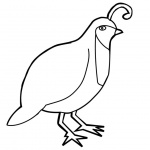 150x150 Quail Coloring Pages California Quail Line Art