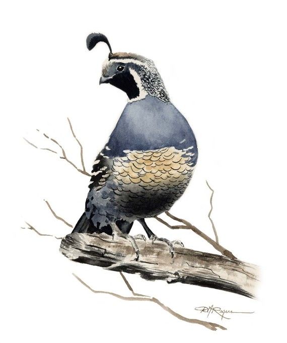 570x681 california quail art print signed