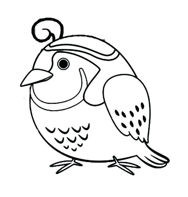 600x627 Quail Coloring Page