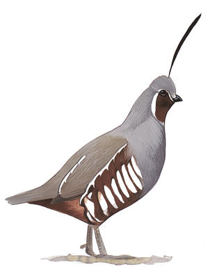 299x400 California Quail Audubon Field Guide