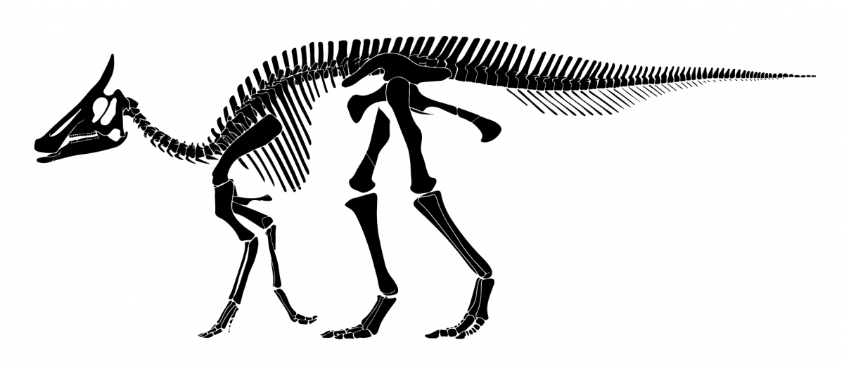 1200x521 Augustynolophus State Dinosaur Of California Natural History