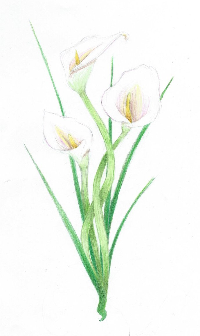 689x1158 Calla Lily Pencil Drawing Art Pencil Drawings