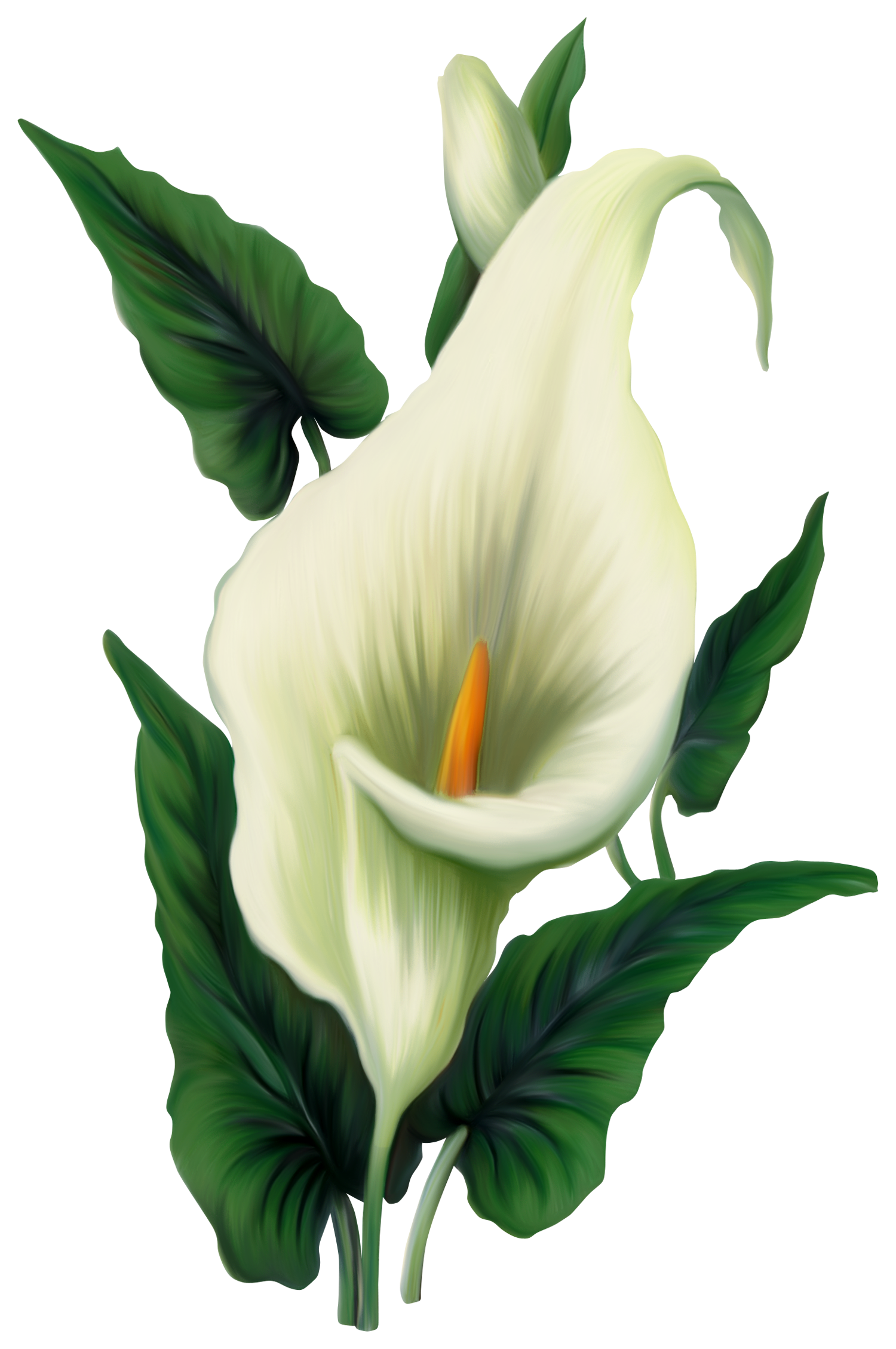 1500x2258 Collection Of Free Botanical Drawing Calla Lily Download On Ui Ex