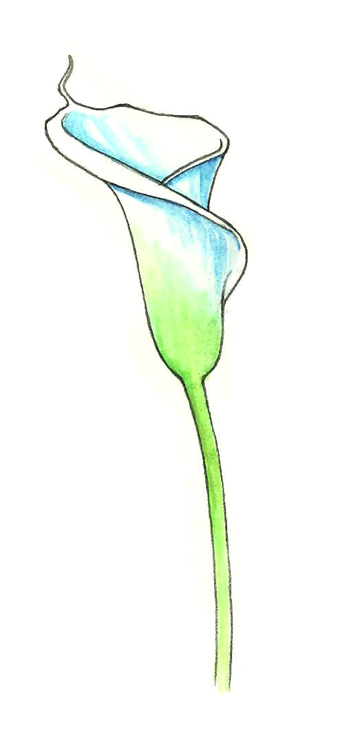 504x1076 drawings of calla lily flowers troller us