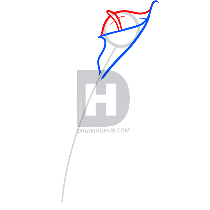 720x720 How To Draw A Calla Lily, Step