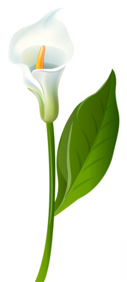 250x553 Stem Drawing Lily, Picture