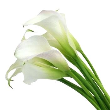 350x350 Calla Lily Near Me