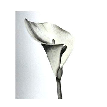 354x354 how to draw a calla lily zupa