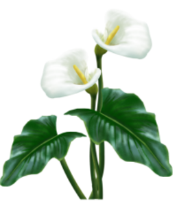 258x300 Calla Lily Drawing Clipart Free Clipart